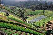 Plantations on steep slopes of the Mount Lawu.
